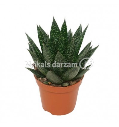 GASTERIJA (GASTERIA) D'DUE 8,5Ø10H