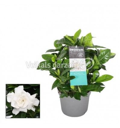 GARDĒNIJA JASMINOIDES 13Ø25H