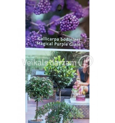 KONFEKŠU KOKS MAGICAL PURPLE GIANT PA