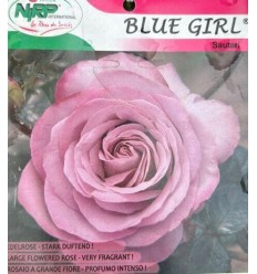 ROZE HIBRĪDA-TĒJAS BLUE GIRL