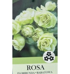 ROZE FLORIBUNDA LOVELY GREEN®