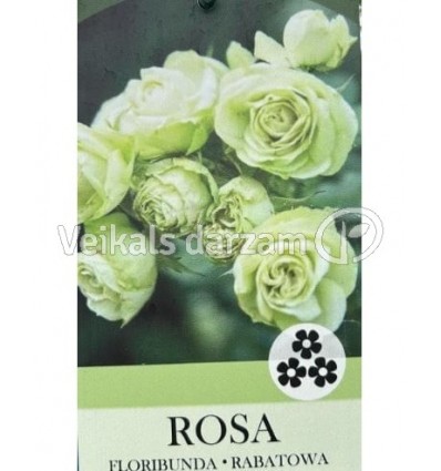 ROZE FLORIBUNDA LOVELY GREEN®