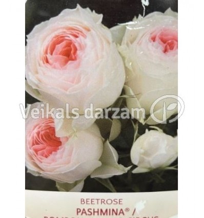 ROZE FLORIBUNDA PASHMINA®