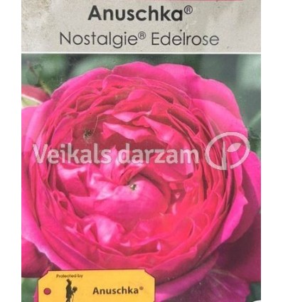 LIELZIEDU ŠĶIRNES ROZE ANUSCHKA®