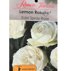 ROZE FLORIBUNDA LEMON ROKOKO®