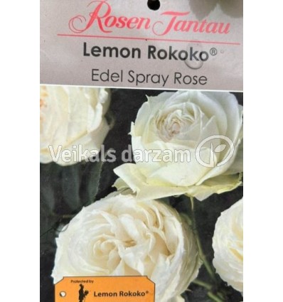 ROZE FLORIBUNDA LEMON ROKOKO®