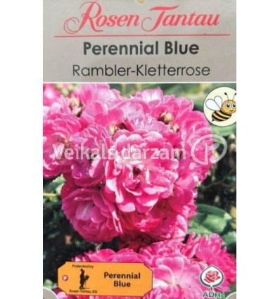 KĀPELĒJOŠĀ ROZE PERENNIAL BLUE®