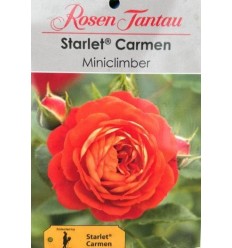 KĀPELĒJOŠĀ ROZE STARLET ROSE CARMEN®