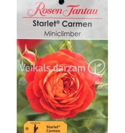 KĀPELĒJOŠĀ ROZE STARLET ROSE CARMEN®