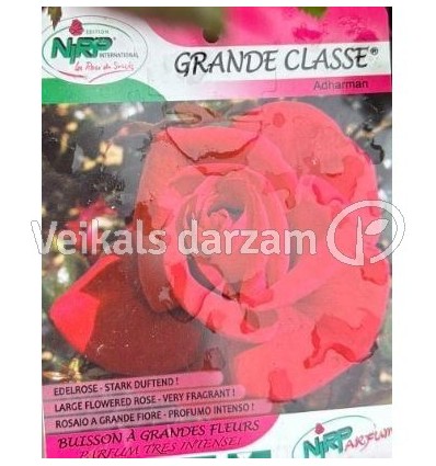 LIELZIEDU ŠĶIRNES ROZE GRANDE CLASSE®