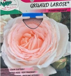 LIELZIEDU ŠĶIRNES ROZE GRUAUD LAROSE®