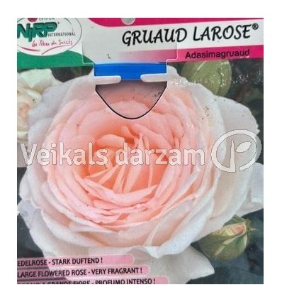 LIELZIEDU ŠĶIRNES ROZE GRUAUD LAROSE®