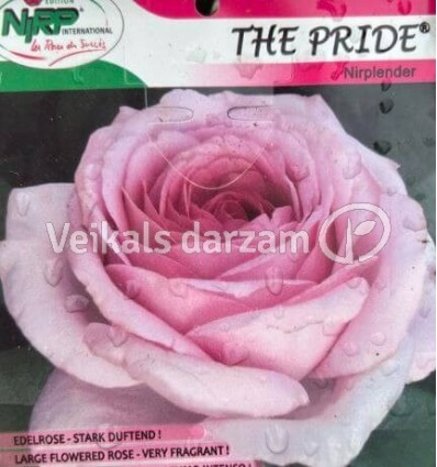 LIELZIEDU ŠĶIRNES ROZE THE PRIDE®