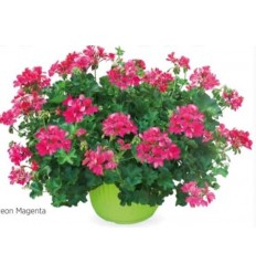 PELARGONIA AMAZONIA NEON MAGENTA