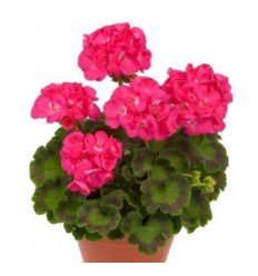 PELARGONIJA KR. DAZZLING PINK