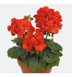 PELARGONIJA KR. SHOCKING ORANGE