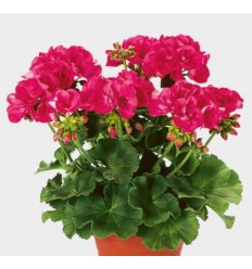 PELARGONIJA KR. SHOCKING PINK