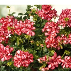 PELARGONIJA SV. MEXICA RUBY