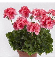 PELARGONIJA SV. TWOINONE PEACH