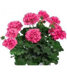 PELARGONIJA SV. TWOINONE PINK SPLASH