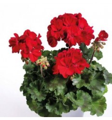 PELARGONIJA SV. TWOINONE RUBY RED