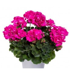 PELARGONIJA SV. TWOINONE VIOLET