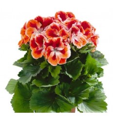 PELARGONIJA SV. MANDARIN