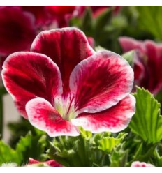 PELARGONIJA SV. ARISTO RED BEAUTY