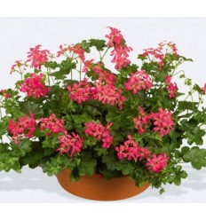 PELARGONIJA SV. V. DE PARIS DARK PINK