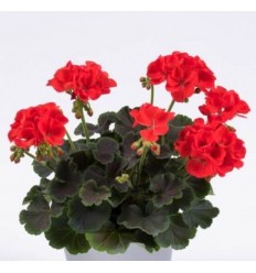 PELARGONIJA KR. CHOCOLATE FIRE