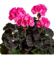 PELARGONIJA KR. CHOCOLATE PINK