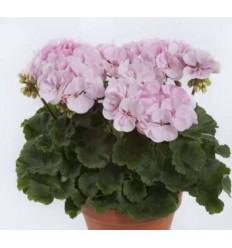 PELARGONIJA KR. ALMA