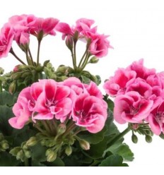 PELARGONIJA KR. FLOWER FAIRY PINK