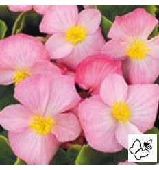 BEGONIA BRASIL PINK