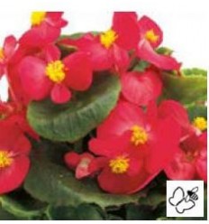 BEGONIA BRASIL ROSE