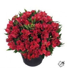 ALSTROMERIA INTICANCHA RED