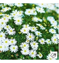 BRAHIKOMES SURDAISY WHITE