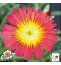 DELOSPERMA SUNTROPICS® RED