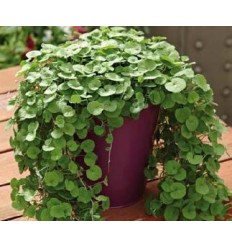 DICHONDRA EMERALD FALLS