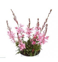 GAURA GAMBIT COMPACT PINK