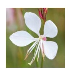 GAURA GAMBIT COMPACT WHITE