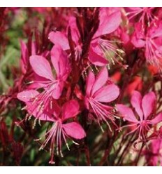 GAURA GAMBIT ROSE