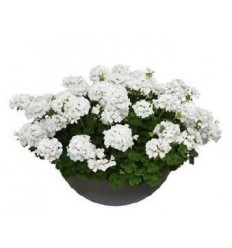 PELARGONIJAS SUMMER LOVERS WHITE