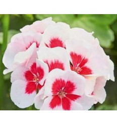 PELARGONIJAS SM. WHITE SPLASH