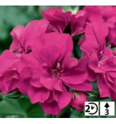 PELARGONIJAS GRANDEUR IVY MAGENTA