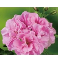 PELARGONIJAS GRANDEUR IVY PINK