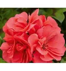 PELARGONIJAS GRANDEUR IVY SALMON