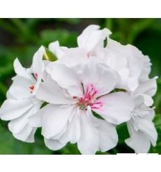 PELARGONIJAS GRANDEUR IVY WHITE