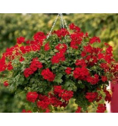 PELARGONIJAS GERAINBOW RED