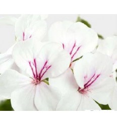 PELARGONIJAS GERAINBOW WHITE